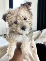 Cash, a male Shih Tzu and Morkie for sale in Houston, TX – 2 of 5