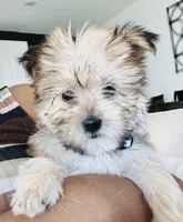 Cash, a male Shih Tzu and Morkie for sale in Houston, TX – 4 of 5