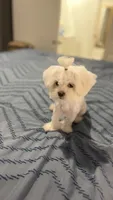 Angel, a female Maltese and Shih Tzu for sale in Waller, TX – 2 of 4