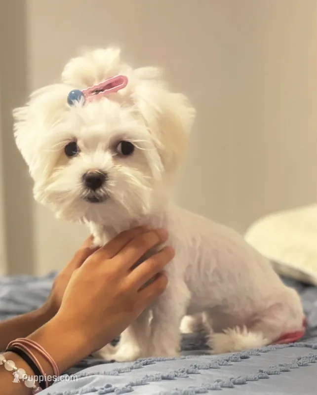 Angel – Maltese, Shih Tzu puppy for sale in Waller, TX