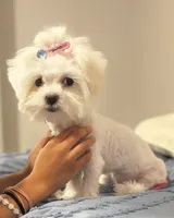 Angel, a female Maltese and Shih Tzu for sale in Waller, TX – 1 of 4