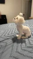 Angel, a female Maltese and Shih Tzu for sale in Waller, TX – 4 of 4