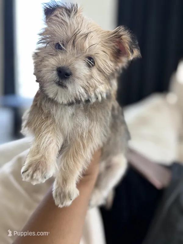 Cash – Shih Tzu, Morkie puppy for sale in Houston, TX