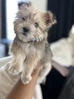 Cash, a male Shih Tzu and Morkie for sale in Houston, TX – 1 of 5