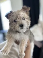 Cash, a male Shih Tzu and Morkie for sale in Houston, TX – 3 of 5