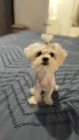 Angel, a female Maltese and Shih Tzu for sale in Waller, TX – 3 of 4