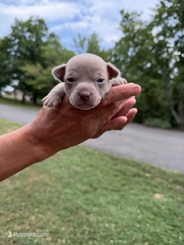 Blue Boy – Chihuahua puppy for sale in Fort Ashby, WV