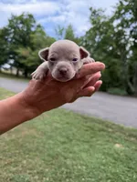 Blue Boy, a male Chihuahua for sale in Fort Ashby, WV – 1 of 3