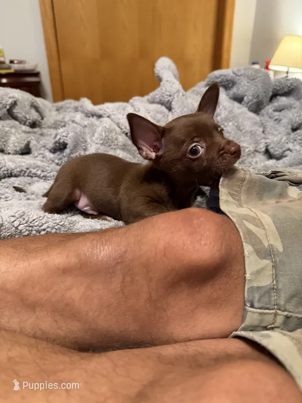 Brown Boy – Chihuahua puppy for sale in Fort Ashby, WV