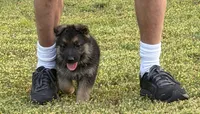 Purple Girl, a female German Shepherd Dog for sale in Fort Ashby, WV – 6 of 10