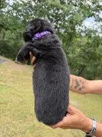 Purple Girl, a female German Shepherd Dog for sale in Fort Ashby, WV – 2 of 2