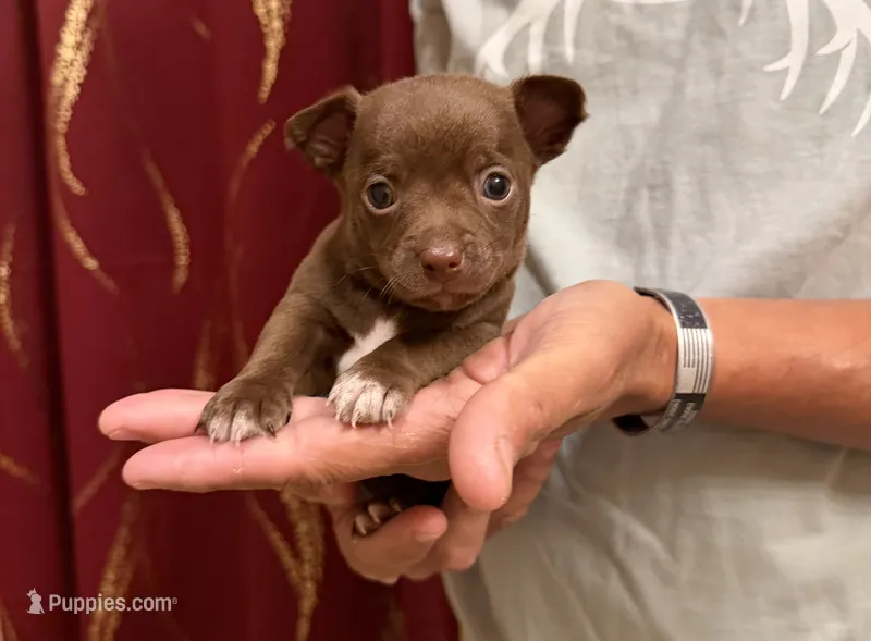 Brown Boy – Chihuahua puppy for sale in Fort Ashby, WV
