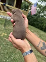 Tan Boy, a male Chihuahua for sale in Fort Ashby, WV – 3 of 3
