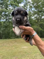 Pink Girl, a female German Shepherd Dog for sale in Fort Ashby, WV – 2 of 3