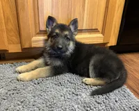Purple Girl, a female German Shepherd Dog for sale in Fort Ashby, WV – 3 of 10
