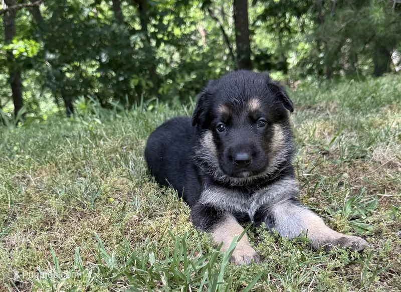 Pink Girl – German Shepherd Dog puppy for sale in Fort Ashby, WV