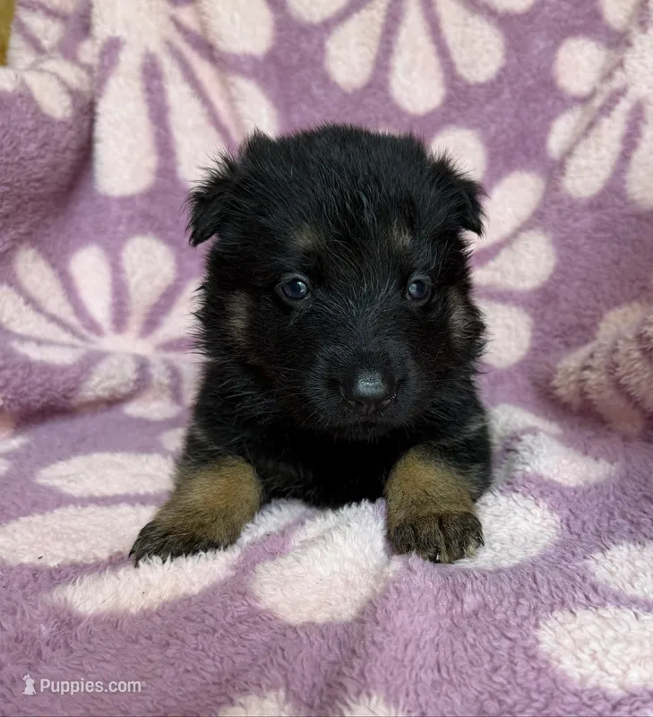 Coral Girl – German Shepherd Dog puppy for sale in Fort Ashby, WV