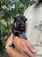 Orange Boy, a male German Shepherd Dog for sale in Fort Ashby, WV – 3 of 3
