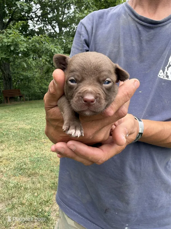 Tan Boy – Chihuahua puppy for sale in Fort Ashby, WV
