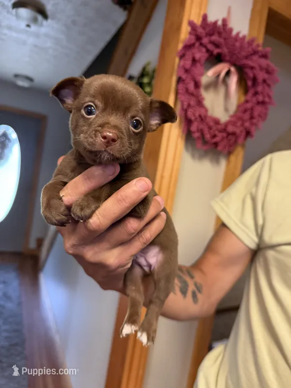 Tan Boy – Chihuahua puppy for sale in Fort Ashby, WV