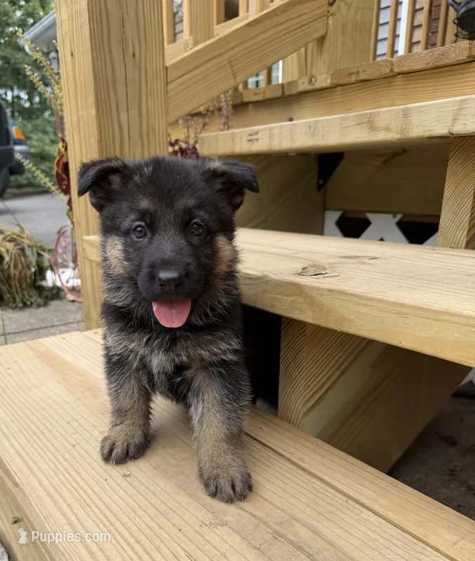 Teal Girl – German Shepherd Dog puppy for sale in Fort Ashby, WV