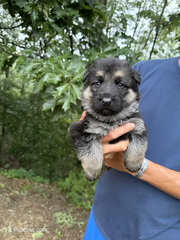 Coral Girl – German Shepherd Dog puppy for sale in Fort Ashby, WV