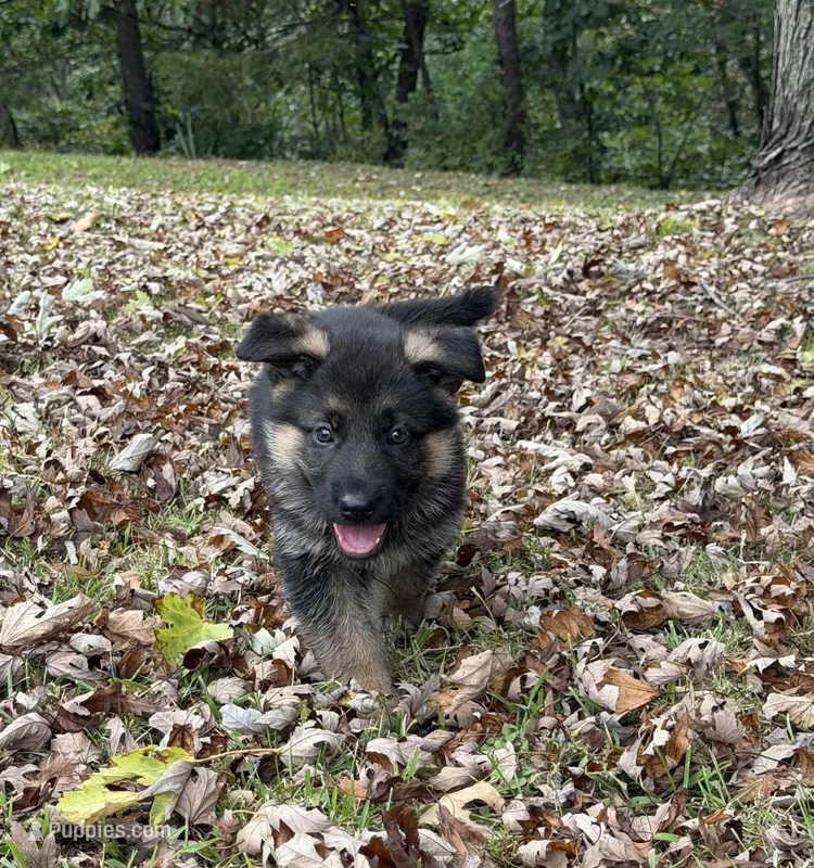 Teal Girl – German Shepherd Dog puppy for sale in Fort Ashby, WV