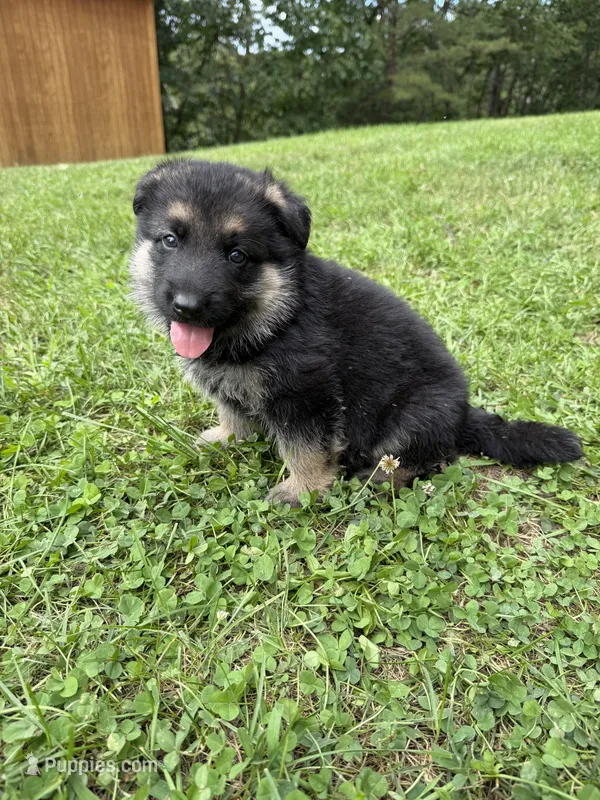 Coral Girl – German Shepherd Dog puppy for sale in Fort Ashby, WV