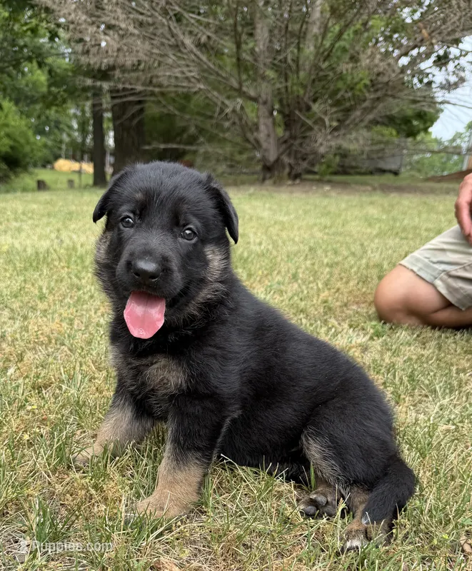 Purple Girl – German Shepherd Dog puppy for sale in Fort Ashby, WV