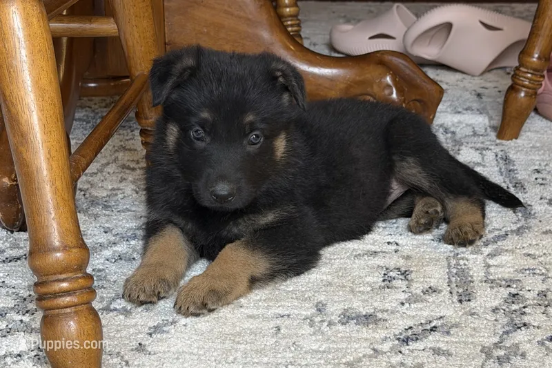 Coral Girl – German Shepherd Dog puppy on hold in Fort Ashby, WV