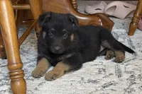 Coral Girl, a female German Shepherd Dog for sale in Fort Ashby, WV – 1 of 8
