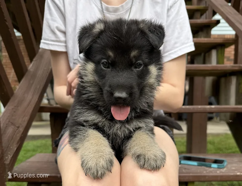 Orange Boy – German Shepherd Dog puppy for sale in Fort Ashby, WV