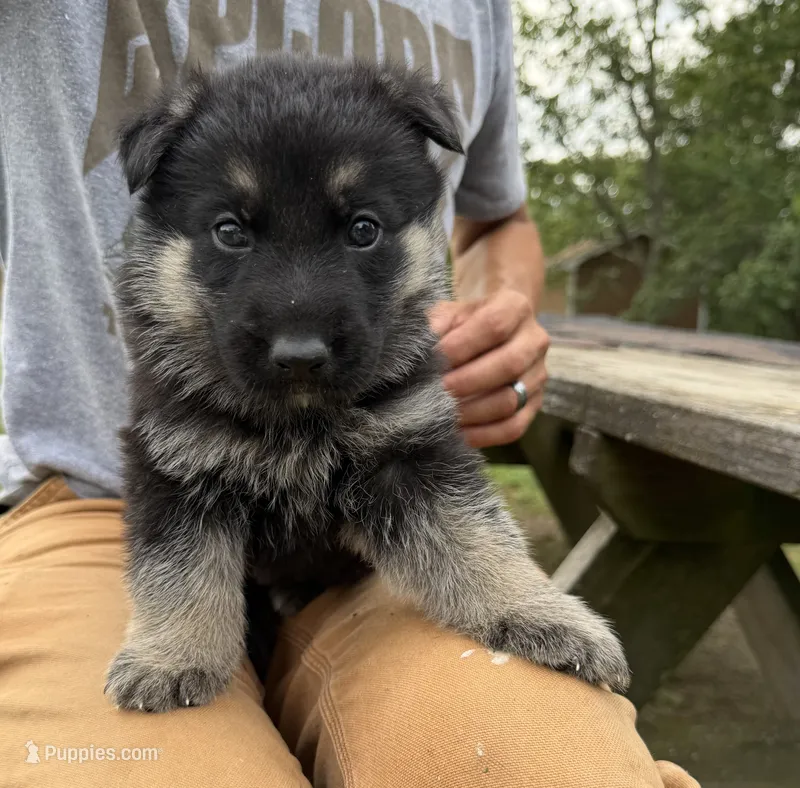 Orange Boy – German Shepherd Dog puppy for sale in Fort Ashby, WV