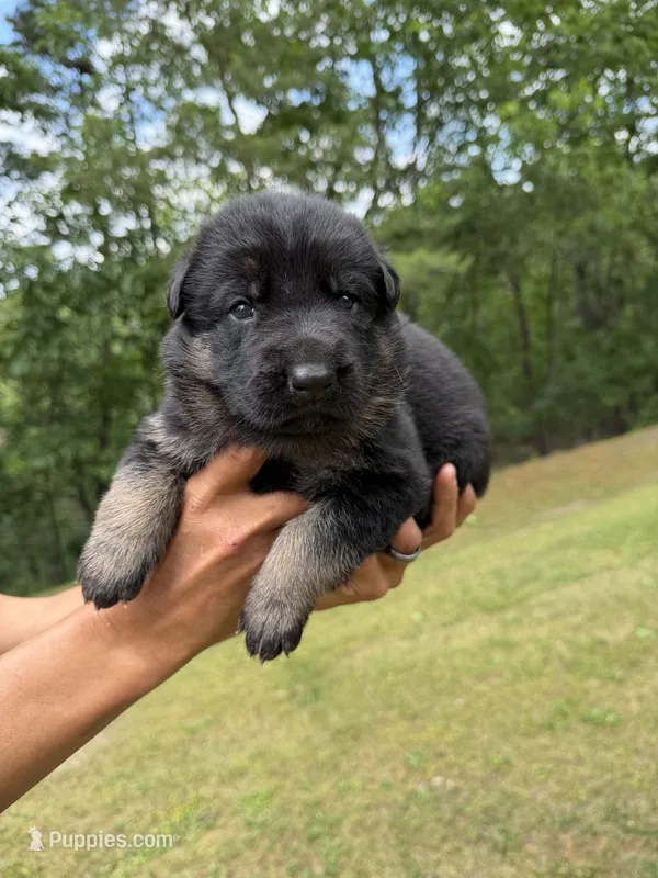 Purple Girl – German Shepherd Dog puppy for sale in Fort Ashby, WV