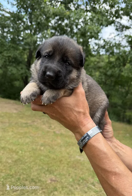 Teal Girl – German Shepherd Dog puppy for sale in Fort Ashby, WV