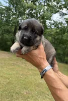 Teal Girl, a female German Shepherd Dog for sale in Fort Ashby, WV – 1 of 2