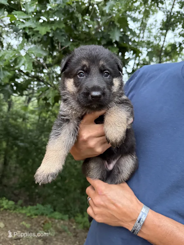 Yellow Boy – German Shepherd Dog puppy for sale in Fort Ashby, WV