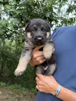 Yellow Boy, a male German Shepherd Dog for sale in Fort Ashby, WV – 1 of 2