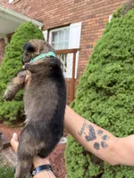 Teal Girl, a female German Shepherd Dog for sale in Fort Ashby, WV – Photo 2 of 2