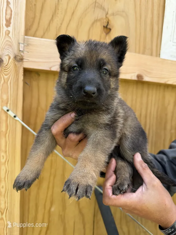 Teal Girl – German Shepherd Dog puppy for sale in Fort Ashby, WV