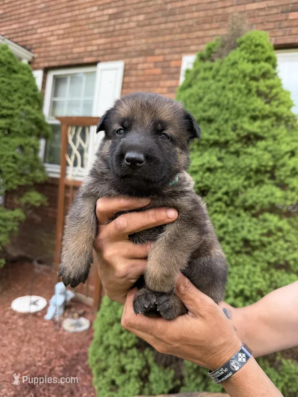 Teal Girl – German Shepherd Dog puppy for sale in Fort Ashby, WV
