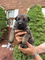 Teal Girl, a female German Shepherd Dog for sale in Fort Ashby, WV – Photo 1 of 2
