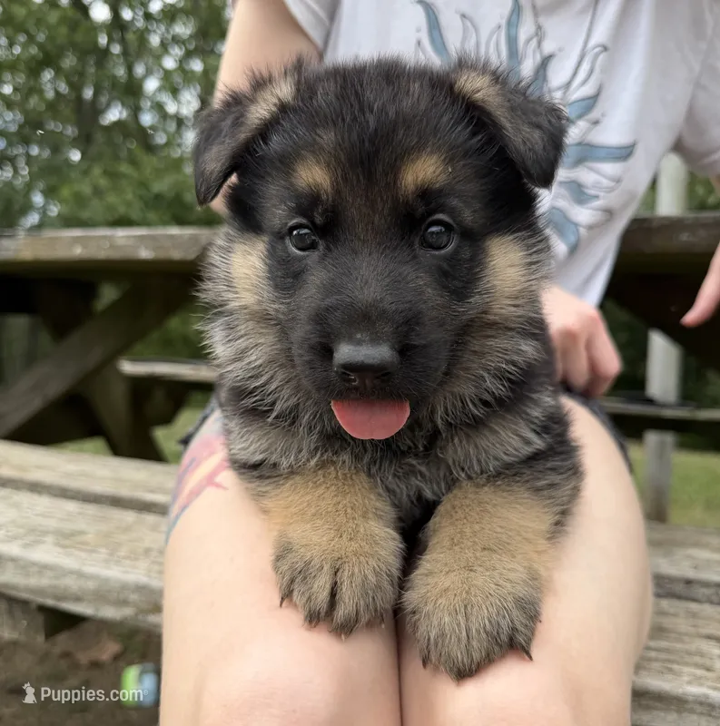 Purple Girl – German Shepherd Dog puppy for sale in Fort Ashby, WV