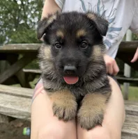 Purple Girl, a female German Shepherd Dog for sale in Fort Ashby, WV – 9 of 10