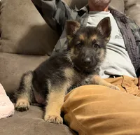 Purple Girl, a female German Shepherd Dog for sale in Fort Ashby, WV – 4 of 10