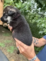 Pink Girl, a female German Shepherd Dog for sale in Fort Ashby, WV – 2 of 3
