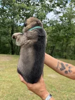 Teal Girl, a female German Shepherd Dog for sale in Fort Ashby, WV – 2 of 2