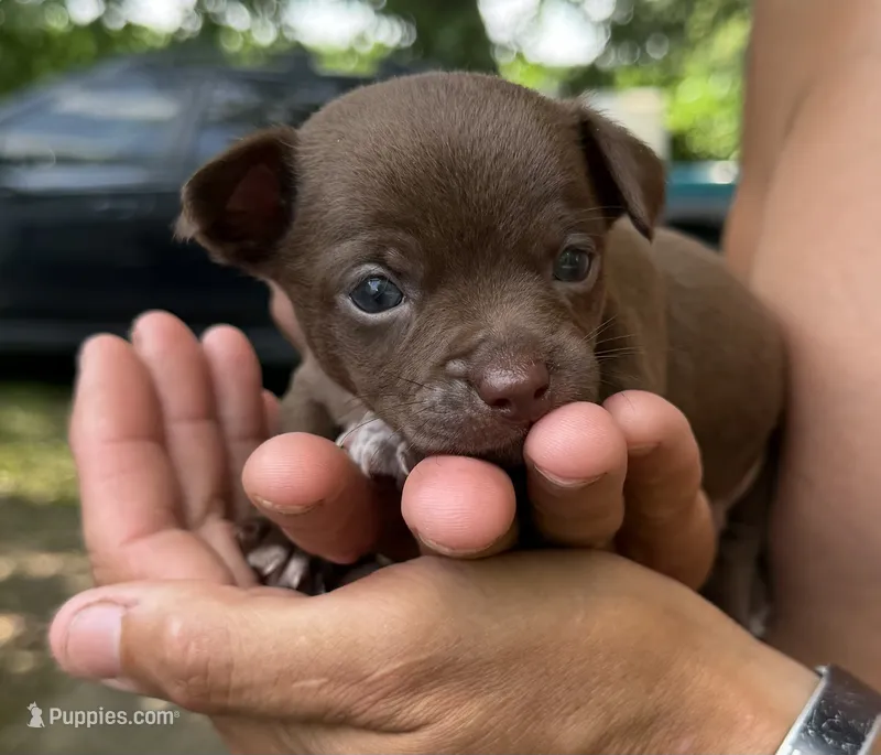Tan Boy – Chihuahua puppy for sale in Fort Ashby, WV