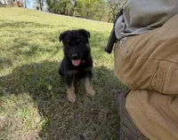 Coral Girl, a female German Shepherd Dog for sale in Fort Ashby, WV – 7 of 8
