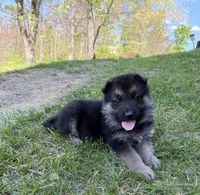 Purple Girl, a female German Shepherd Dog for sale in Fort Ashby, WV – 10 of 10